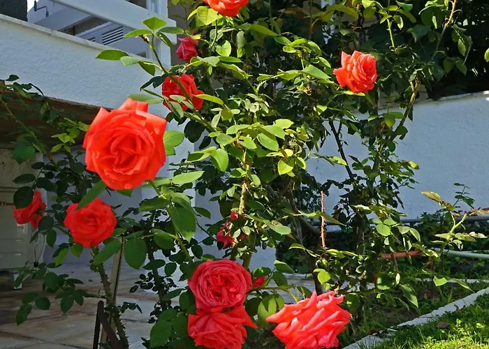 Willa Fofo - Beautiful Sea Front With 650m2 Garden *